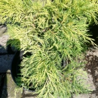 Boróka pfitzeriana Golden Saucer, Juniperus x pfitzeriana 30 - 40 cm, kont. 3l
