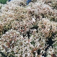 Nyugati tuja Golden Tuffed, Thuja occidentalis 10 - 15 cm, kont. 3l