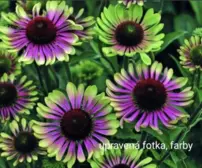 Echinacea „Green Twister“, Echinacea, kont.2l