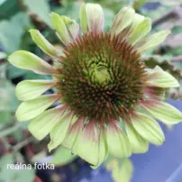 Echinacea „Green Twister“, Echinacea, kont.2l