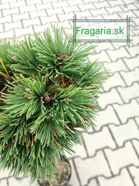 Kampósfenyő Grüne Welle, Pinus uncinata 50 - 55 cm, kont. 3l
