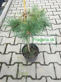 Erdeifenyő Hillside creeper, Pinus sylvestris, 30 - 35 cm, kont. 3l