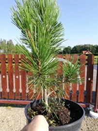 Balkáni páncélfenyő, Pinus heldreichii 20 - 30 cm, kont. 3l