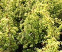 Közönséges Boróka Hemson, Juniperus communis 15 - 20 cm, kont. 3l