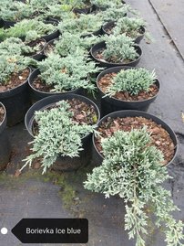 Henye Bóroka Ice Blue, Juniperus horizontalis, kont. 3l, 10–15 cm