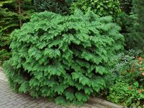 Oregoni hamisciprus Globosa, Chamaecyparis lawsoniana 30 - 40 cm, kont. 3l