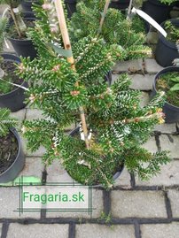 Arnold hibrid jegenyefenyő Ján Pavol II, Abies x arnoldiana, kont. 3l, 30 – 35 cm