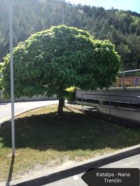 Gömbkoronájú szivarfa Nana, Catalpa bignonioides 160 - 200 cm, kont. 25l