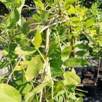 Csüngő borsófa Pendula, Caragana arborescens 140 - 160 cm, kont. 7l