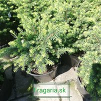 Szerb lucfenyő Karel, Picea omorika 20 - 30 cm, kont. 3l