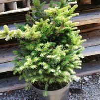 Szerb lucfenyő Karel, Picea omorika 20 - 30 cm, kont. 3l