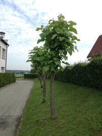 Gömbkoronájú szivarfa Nana, Catalpa bignonioides 160 - 200 cm, kont. 25l