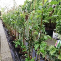 Tölgy keresztezett Long' REGAL PRINCE ® Quercus x ware, kont 7 l + 140 cm