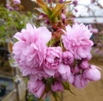 Japán cseresznye  Kiku-shidare, Prunus serrulata 120 - 180 cm, kont. 10I