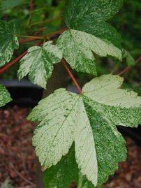 Hegyi juhar Leopoldi, Acer pseudoplatanus 180 – 220 cm, kont. 7l