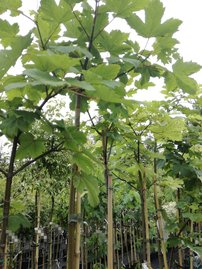Hegyi juhar Leopoldi, Acer pseudoplatanus 180 – 220 cm, kont. 7l
