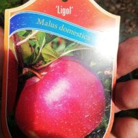 Almafa Ligol, Malus domestica 130 - 190 cm, kont. 5 l