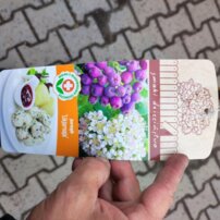 Madárberkenye x aronia, Aronia melanocarpa x Sorbus aucuparia, + 120 cm, kon. 2l