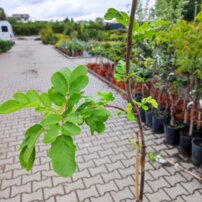 Madárberkenye x aronia, Aronia melanocarpa x Sorbus aucuparia, + 120 cm, kon. 2l