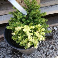 Közönséges lucfenyő Little Gem, Picea abies 10 - 25 cm, kont. 3l