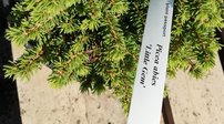 Közönséges lucfenyő  Little Gem, Picea abies 10 - 25 cm, kont. 3l