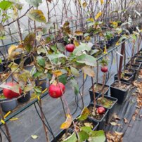 Almafa Ligol, Malus domestica 130 - 190 cm, kont. 5 l