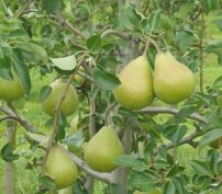 Körte  Lukasovka , Pyrus communis 130 - 150 cm, kont. 3,5 l
