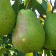 Körte  Lukasovka , Pyrus communis 130 - 150 cm, kont. 3,5 l