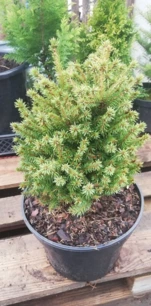 Közönséges lucfenyő Luua Pärl , Picea abies 25 - 35 cm, kont. 3l