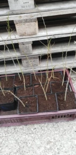Narancseper, Maclura pomifera, kont. 2l