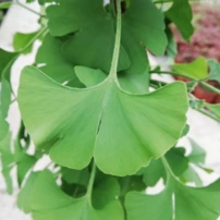 Páfrányfenyő, Mariken, Ginkgo Biloba 100 - 130 cm, kont. 7l