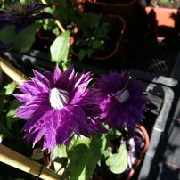 Iszalag Multi Blue, Clematis, kont. 3l