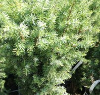 Közönséges boróka Meyer, Juniperus communis 40 - 60 cm, kont. 3l