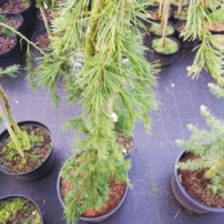 Himalájai Cédrus Miles High, Cedrus deodara, kont. C20, 170 -200 cm