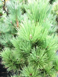 Havasi törpefenyő Misty, Pinus mugo, 30 - 40 cm, kont. 3l