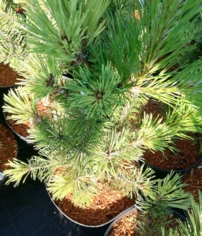Havasi törpefenyő Misty, Pinus mugo, 30 - 40 cm, kont. 3l