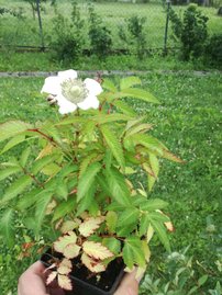 Japán szamócamálna Rubus illecebrosus, kont. 1l