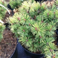Havasi törpefenyő Mops, Pinus mugo 30 - 40 cm, kont. 5l