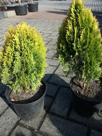 Keleti tuja Morgan, Platycladus orientalis 30 - 40 cm, kont. 3l