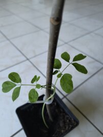 Moringa- Csodafa, Moringa oleifera