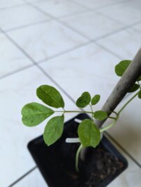 Moringa- Csodafa, Moringa oleifera