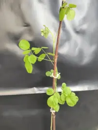 Moringa- Csodafa, Moringa oleifera