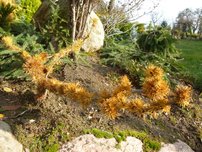 Európai vörösfenyő Krejčová Mutácia, Larix decidua, 30 cm, kont. 3l