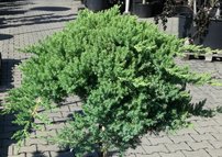 Kúszó boróka Nana, Juniperus procumbens 60 cm,  Törzsre, kont. 5l