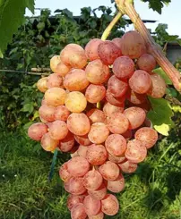 Bortermő szőlő Kismis Nachodka, Vitis vinifera, kont. 1 l
