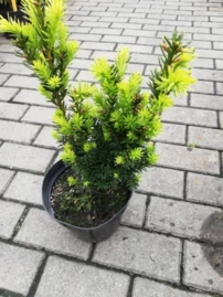 Japán tiszafa Nana, Taxus cuspidata 20 - 30 cm, kont. 3l