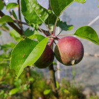 Almafa Novamac, Malus domestica 130 - 190 cm, kont. 5 l
