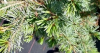 Japán selyemfenyő Negishi, Pinus parviflora, kont. C5 , 50-60 cm
