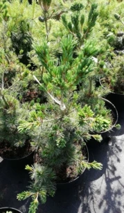 Japán selyemfenyő Negishi, Pinus parviflora, kont. C5 , 50-60 cm