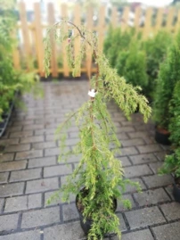 Közönséges boróka Oblonga Pendula, Juniperus communis 40 - 50 cm, kont. 3l